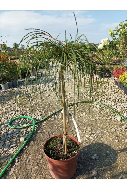 Туя складчаста Віпкорд на штамбі фото